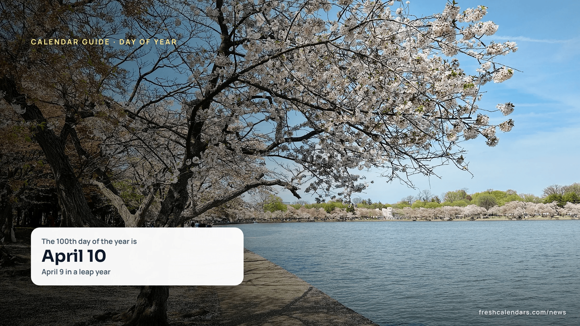 Cherry trees in bloom beside the Tidal Basin in Washington, D.C., a spring scene for the 100th day of the year