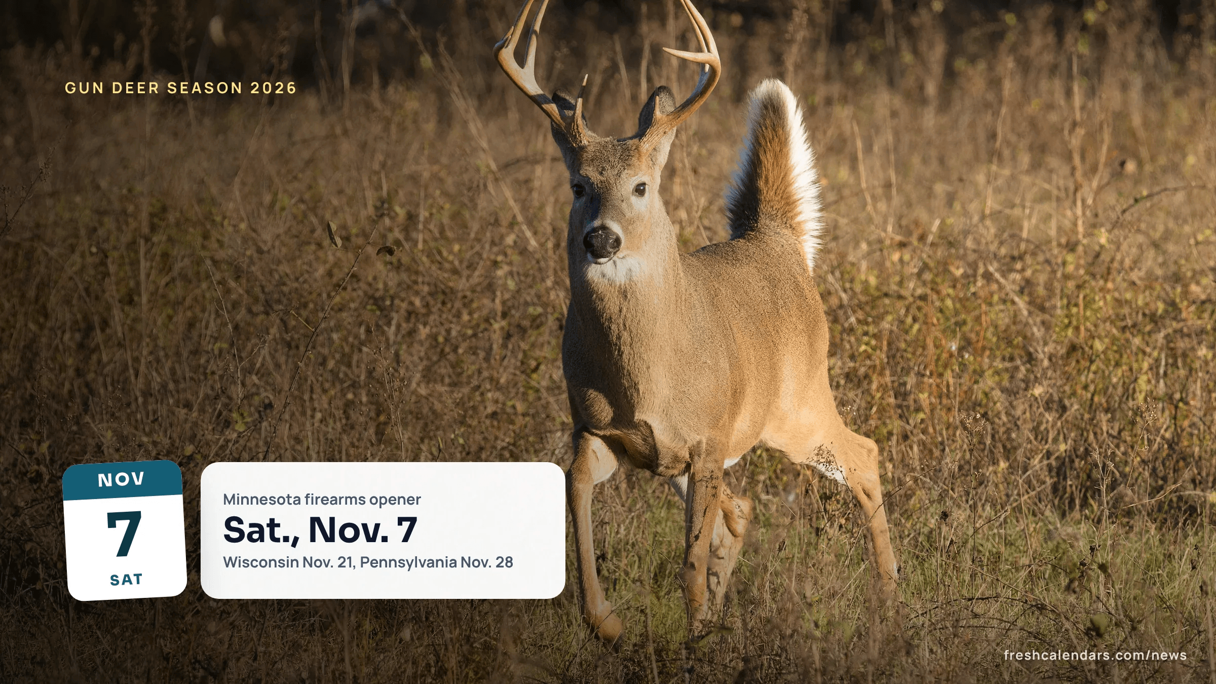 Deer season 2026: a white-tailed buck stands alert in tall autumn grass in Shenandoah National Park