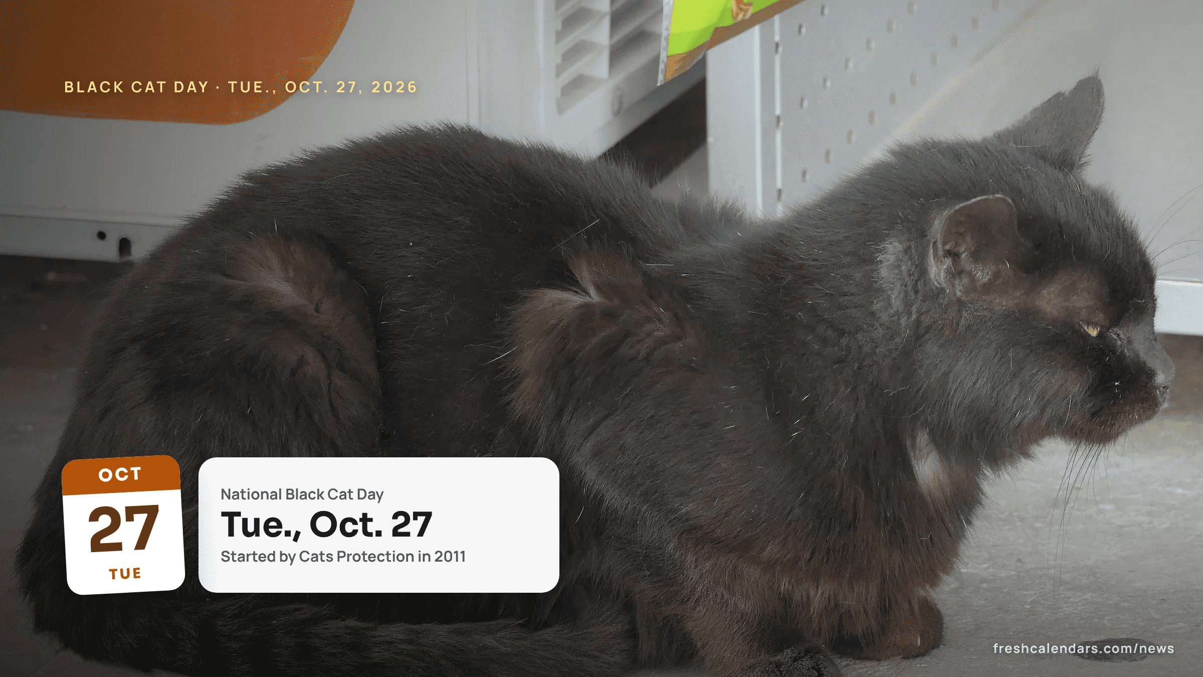 National Black Cat Day 2026 is Tuesday, Oct. 27: a dark-coated cat resting on a doorstep