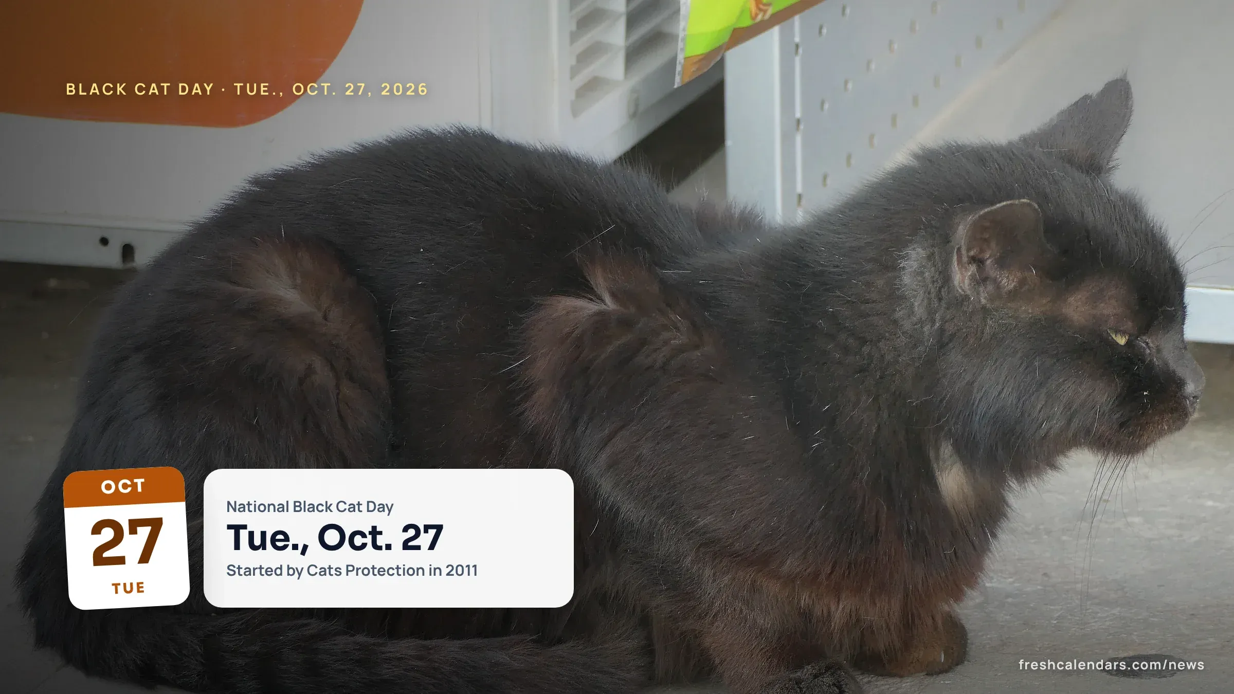 National Black Cat Day 2026 Is Tuesday, Oct. 27: Origin and Dates Through 2030 National Black Cat Day 2026 is Tuesday, Oct. 27: a dark-coated cat resting on a doorstep