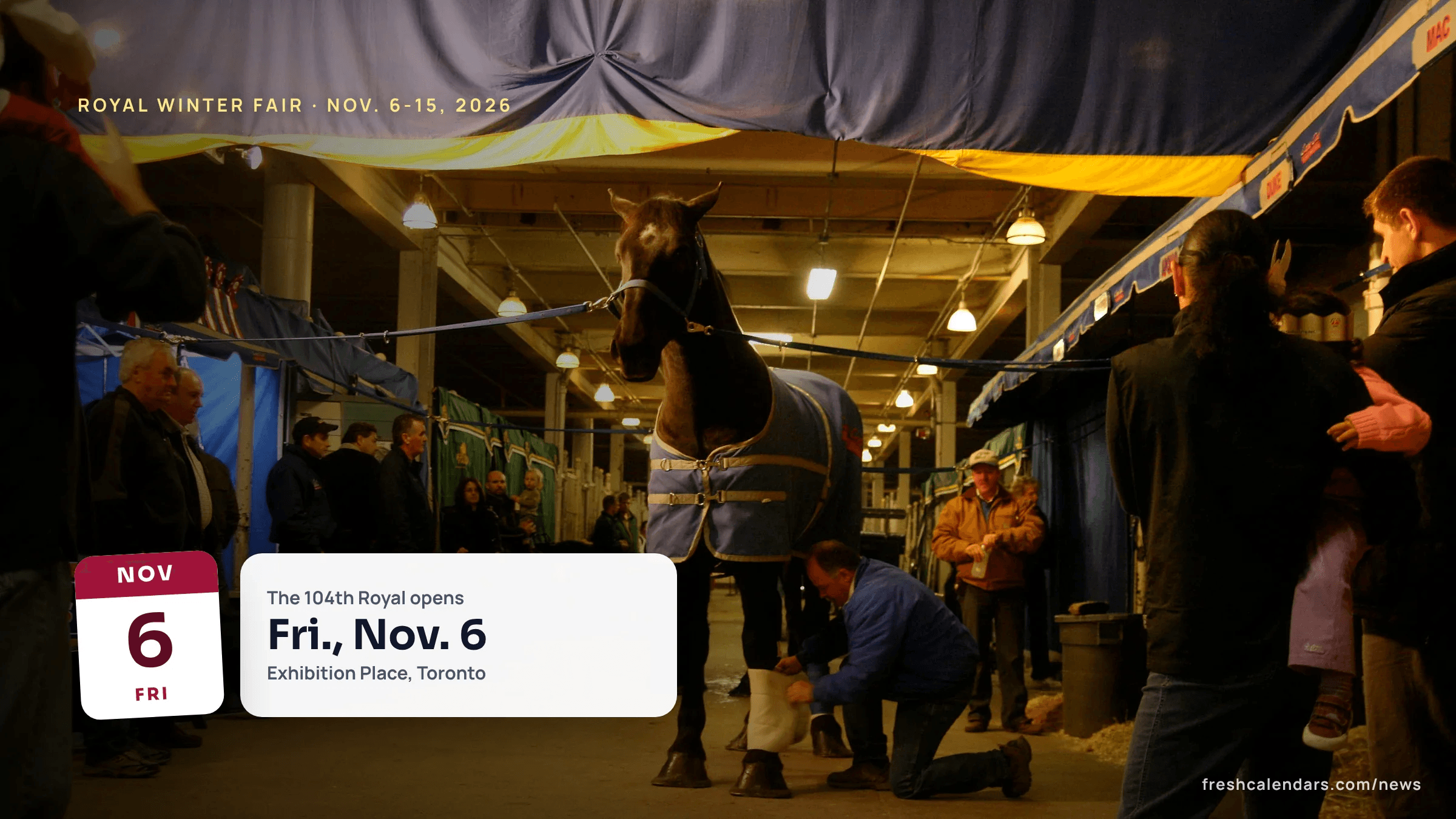 A horse in a blanket being prepared in the stabling aisle at the Royal Agricultural Winter Fair, file photo, ahead of the Royal Agricultural Winter Fair 2026